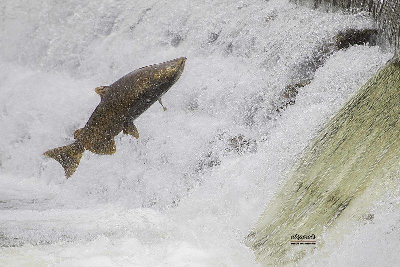 Salmon fish фото превью
