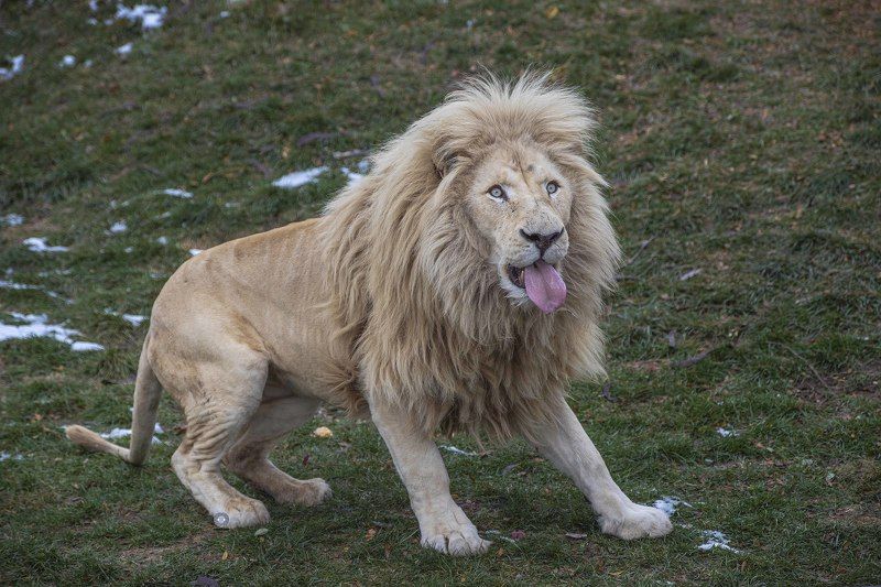 White lion фото превью