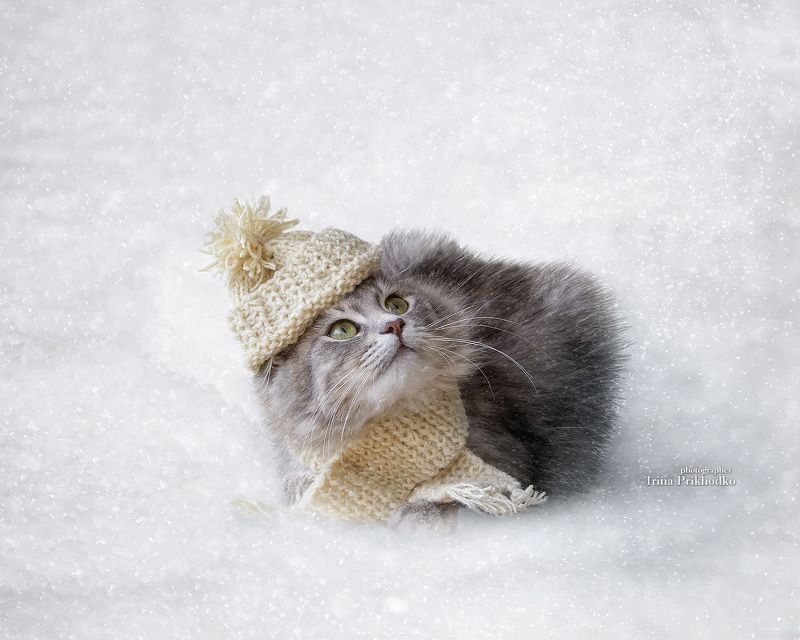 фото животных кошка, снег, зима Кажется, снег идет! фото превью