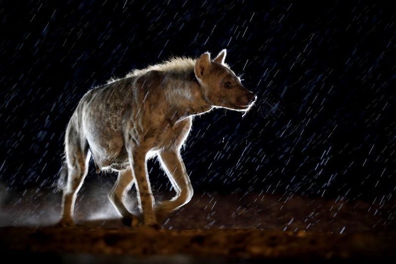 Ночной дождь фото превью