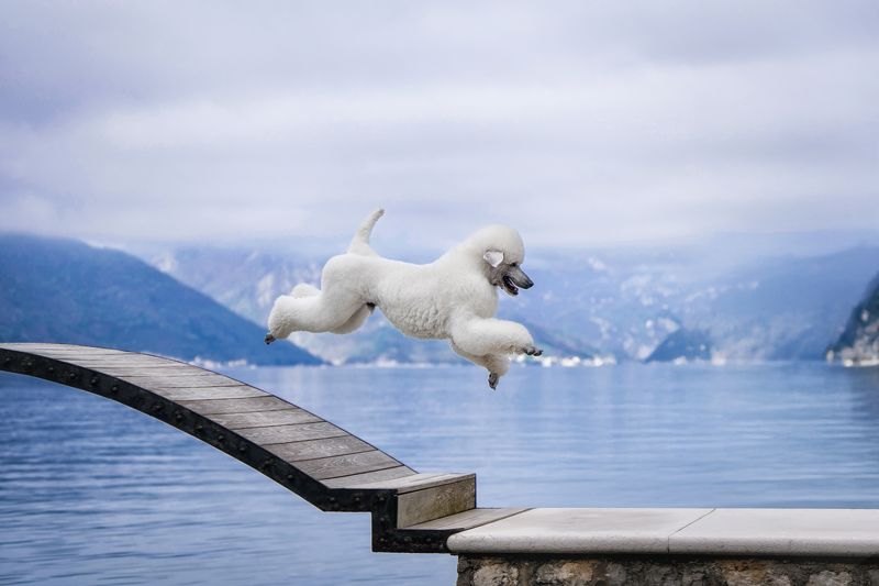 I Believe I Can Fly фото превью