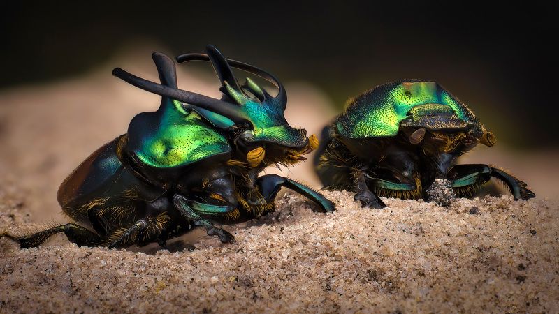 coleoptera, scarabaeidae,proagoderus sexcornutus, навозник Sexcornutus фото превью