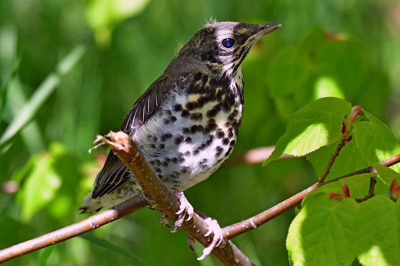 A gathering.. фото превью