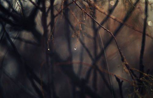 Капли декабрьского дождя.