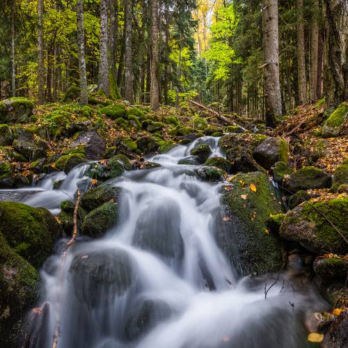 Утро в Тебердинском лесу