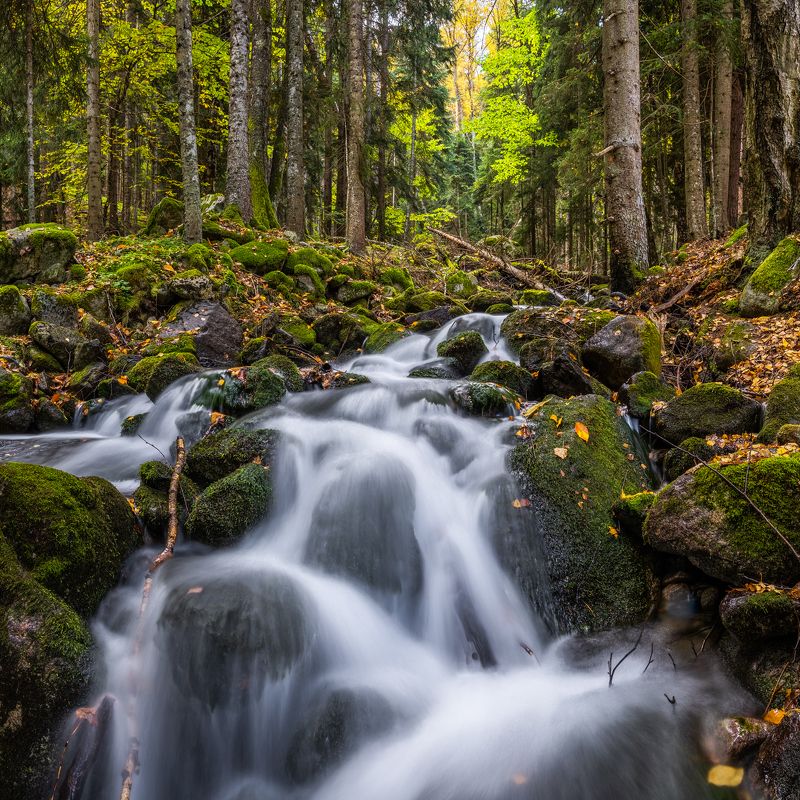 россия, кавказ, панорама, тебердинский заповедник, теберда, природа, пейзаж, лес, ручей, осень, panorama, russia, caucasus, teberda, nature, landscape, forest, stream, autumn Утро в Тебердинском лесу фото превью