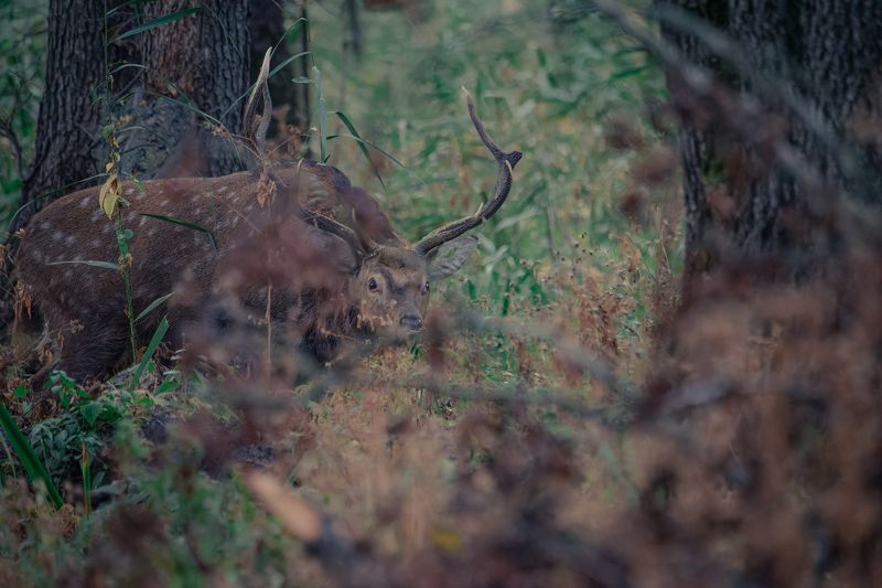 олень, лес, осень, гон, деревья, пятнистый, прыжок, nikon, nikonrussia, deer, forest, autumn, sunrise, tree, рассвет, meeting, встреча Пятнистый олень фото превью