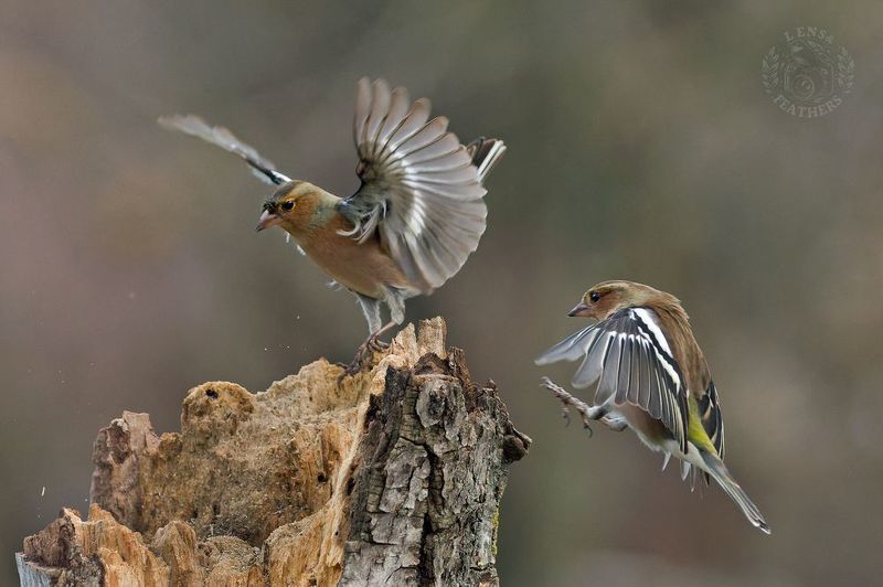 Зяблик - Lens and Feathers фото превью
