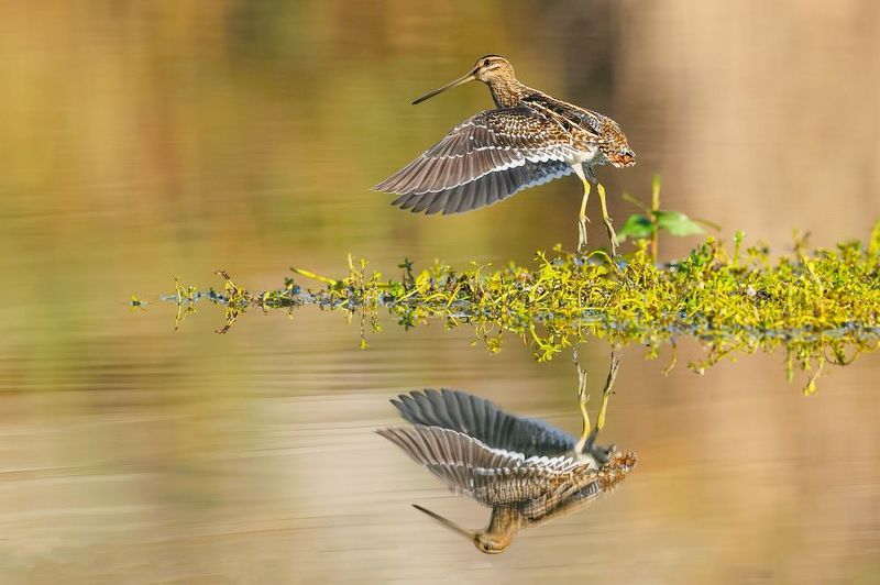 Common snipe фото превью