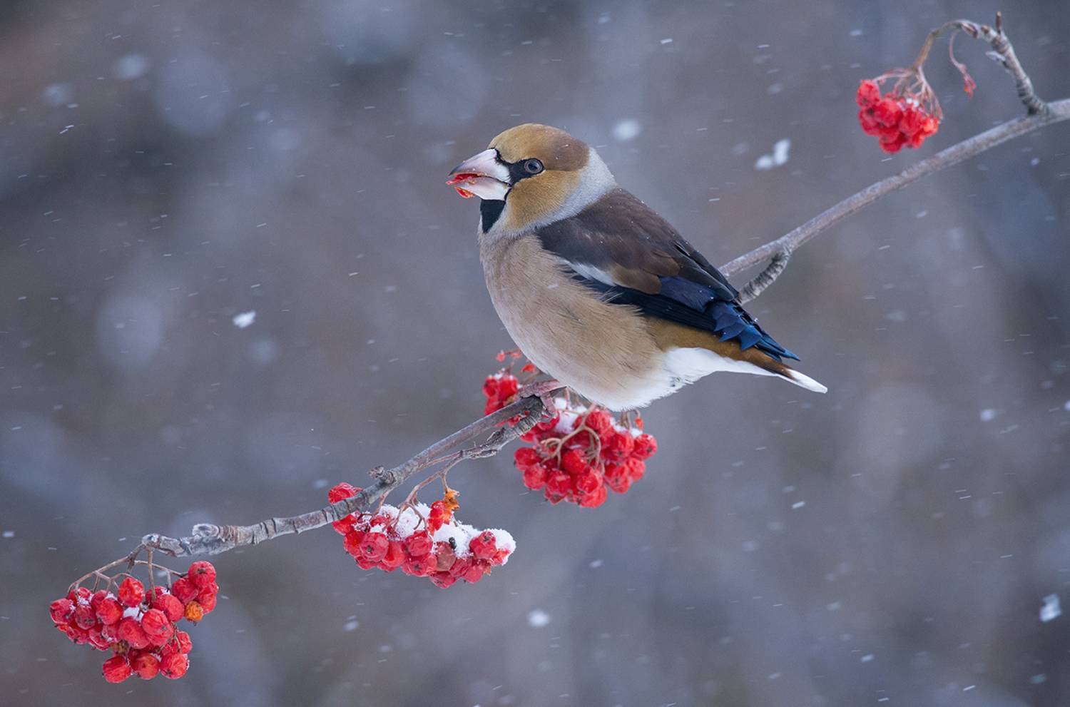 дубонос,самец,снег,рябина,зима, Иван