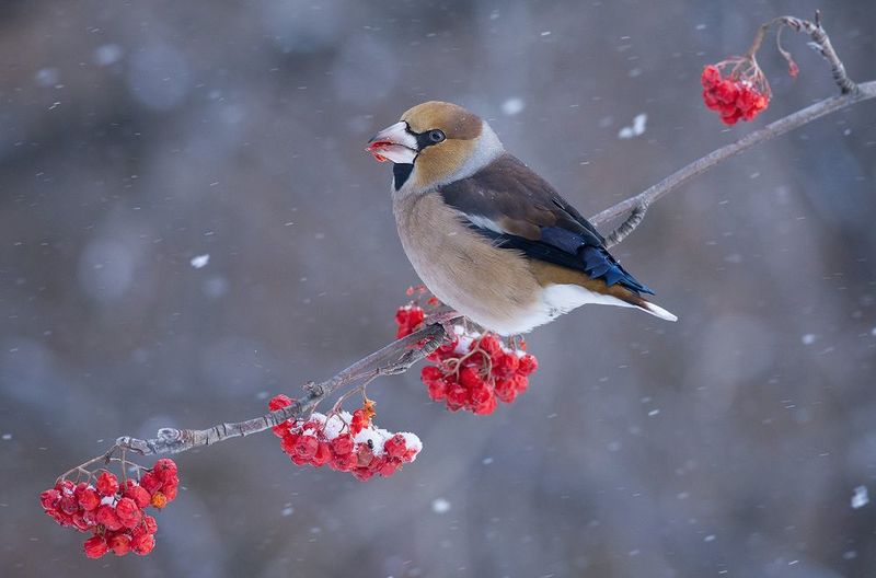 дубонос,самец,снег,рябина,зима Снег идёт... фото превью