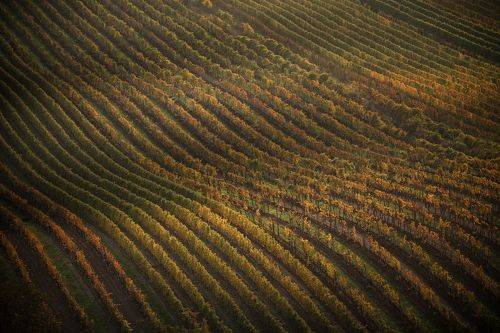 Виноградники