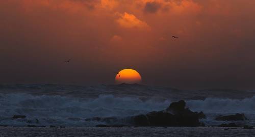 ТИхий океан. Закат с чайками.