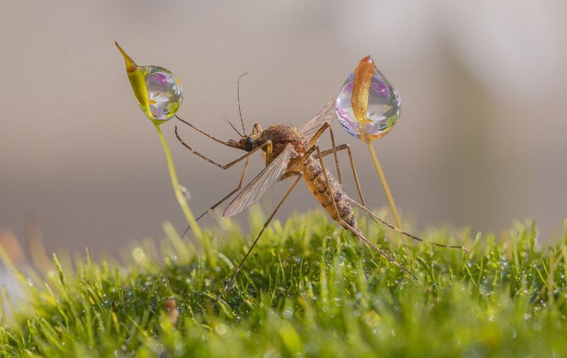 Про комара и капельку фото превью