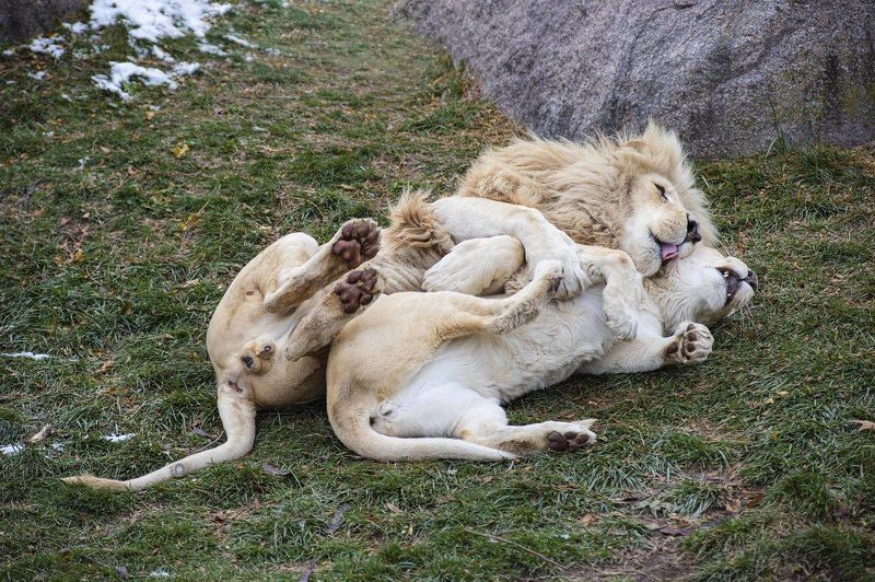 White lion in love фото превью