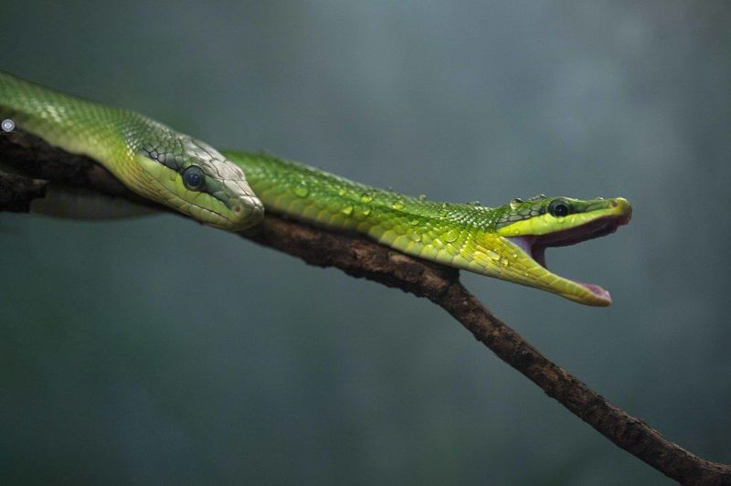 Red-tailed green ratsnake фото превью