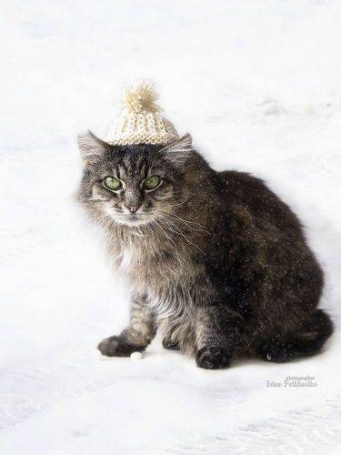 На снежной прогулке