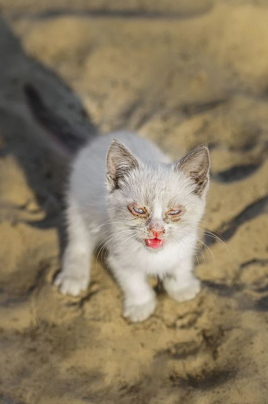 котёнок фото превью