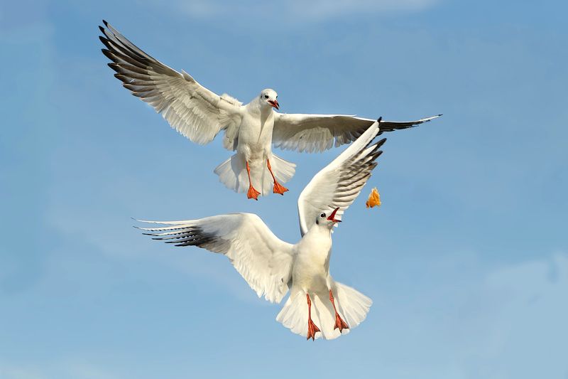 природа, море, птицы, чайки Чайки фото превью