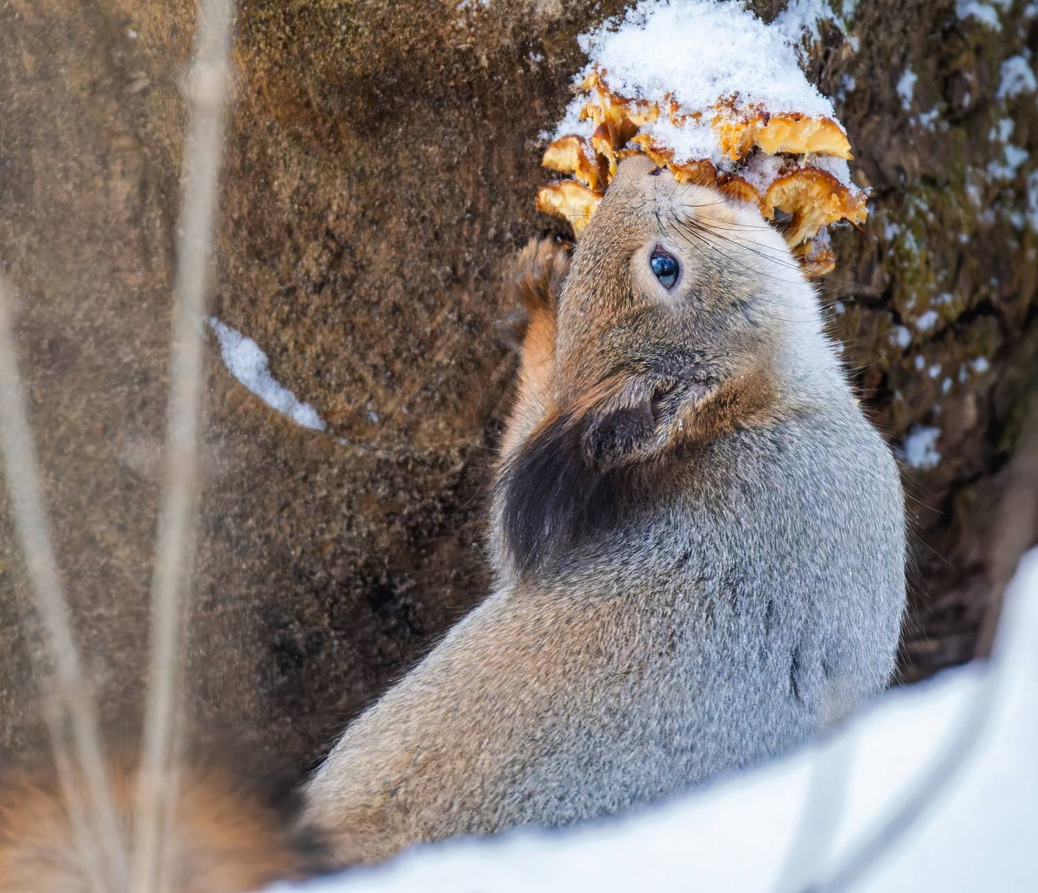 , Дэм Константин