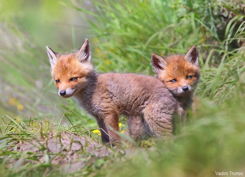 лиса, лисята, fox Лисята фото превью