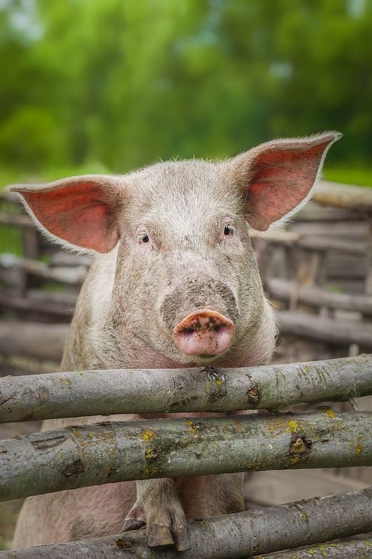 Хрюша фото превью