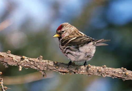 чечётка. (3 ФОТО)