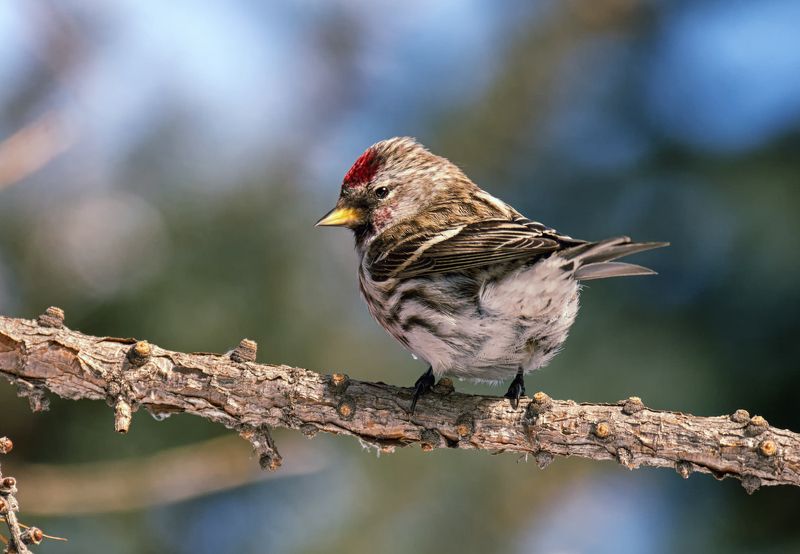 птица, чечётка, чечётка. (3 ФОТО) фото превью