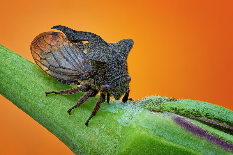 Centrotus cornutus фото превью