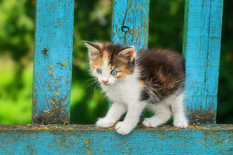 Котёнок на заборе фото превью