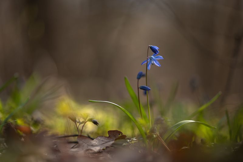 пролеска, первоцвет, апрель, весна, свет, цвет, россия, воронеж, геннадий мещеряков, nikon d 850, carl zeiss makro-planar t* 100mm f/2 zf.2 Апрельским утром... фото превью