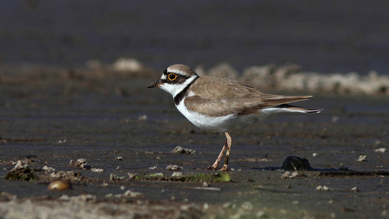 малый зуек, зуек, кулик, charadrius dubius, little ringed plover, куршский залив, Бондаренко Георгий