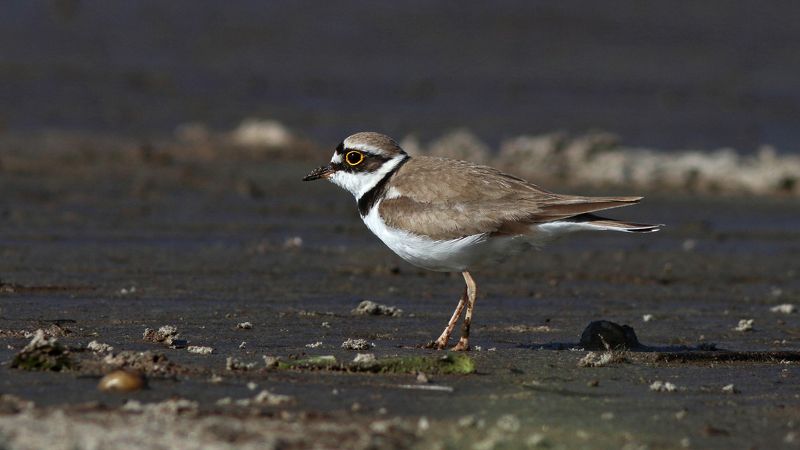 малый зуек, зуек, кулик, charadrius dubius, little ringed plover, куршский залив Шустрый малый фото превью