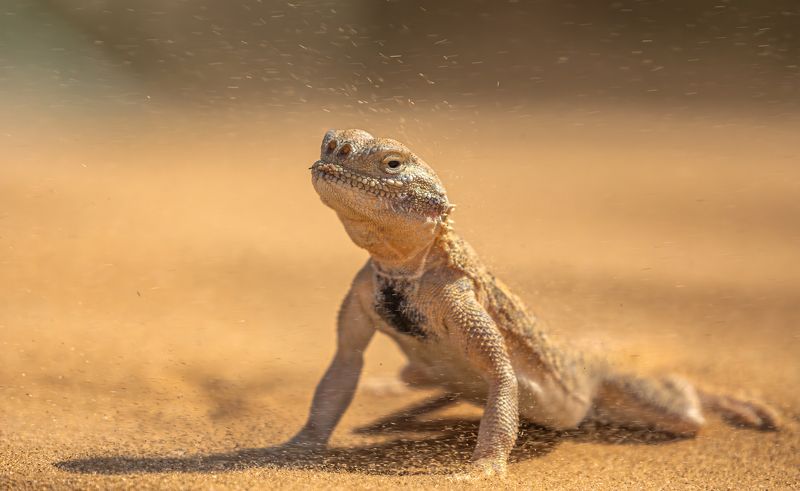 Буря в пустыне.  фото превью