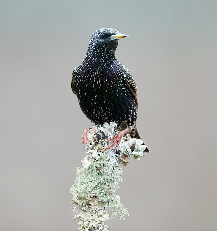cкворец, european starling,  starling, зима Juvenile European Starlings Molting - Молодой Линяющий Скворец фото превью