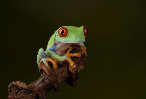 Red Eyed Tree Frog