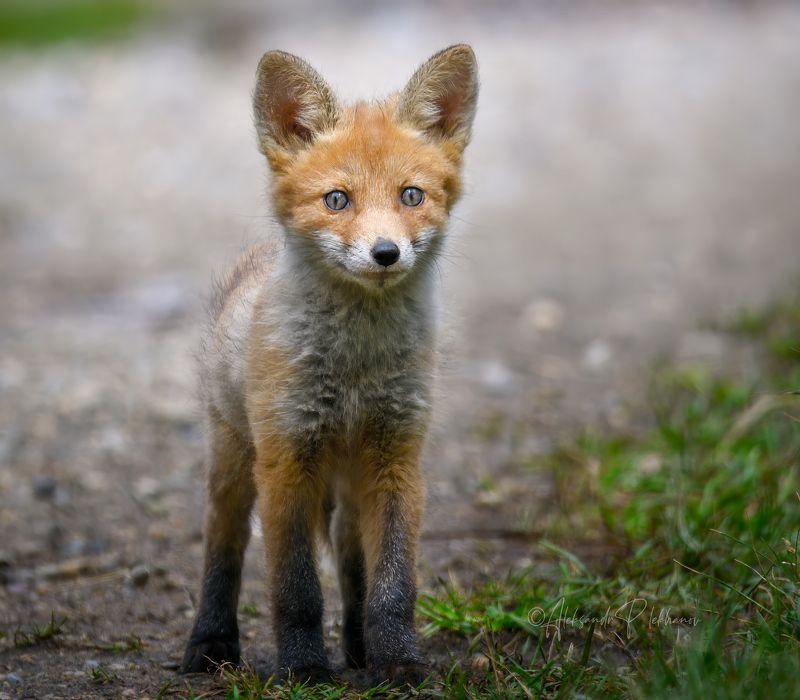 Мы с тобой одной крови. Ты и я. фото превью