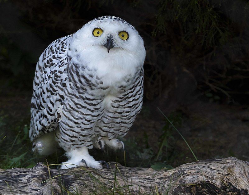 Snowy owl фото превью
