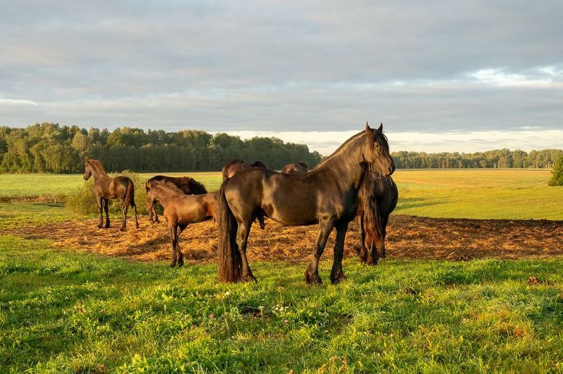 morning,horses,field With horses фото превью
