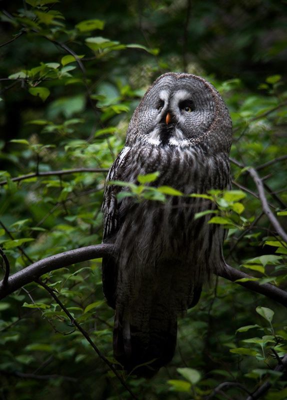 Неясыть фото превью