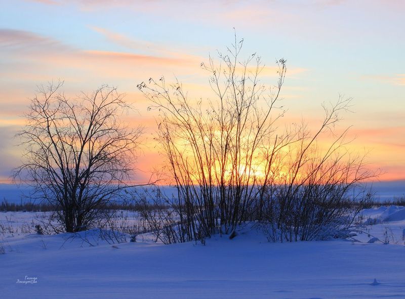 зима, вечер, закат, кусты, снег, небо Зимний вечер в тундре фото превью