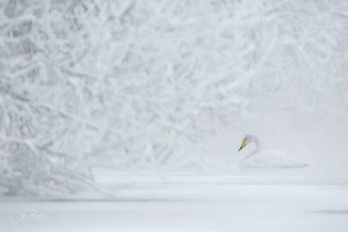 Хрупкость морозной тишины