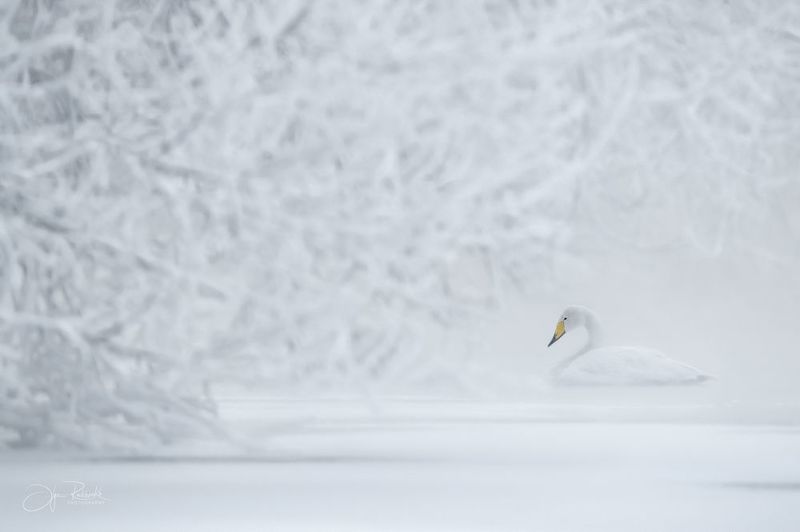 лебедь, лебедь-кликун, птицы, алтай, алтайский край, зима, туман, светлое Хрупкость морозной тишины\