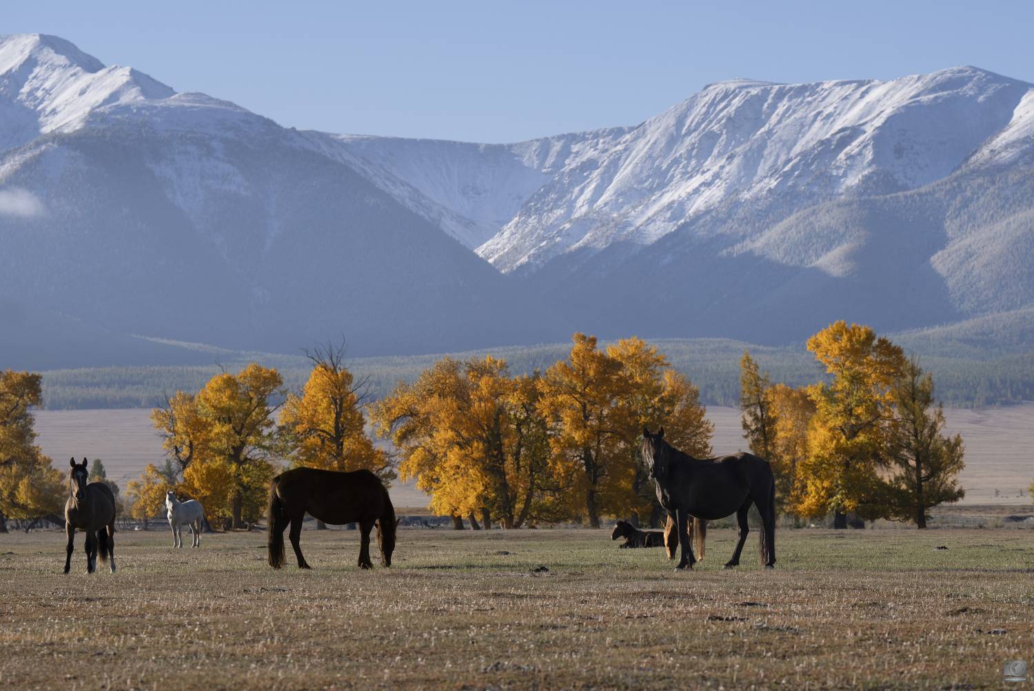 алтай лошади осень, Ковалев Дмитрий
