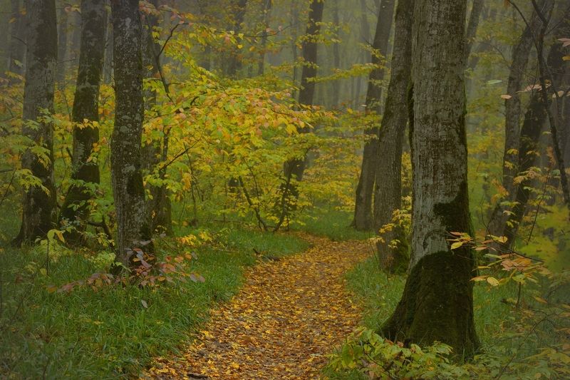 Осенняя тропа в лесу фото превью