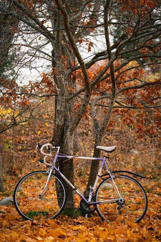 велосипед, дерево, осень Осенний день фото превью