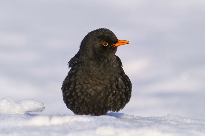 чёрный дрозд,дрозд,common blackbird,eurasian blackbird,blackbird,thrush,Turdus merula, Чёрный дрозд фото превью