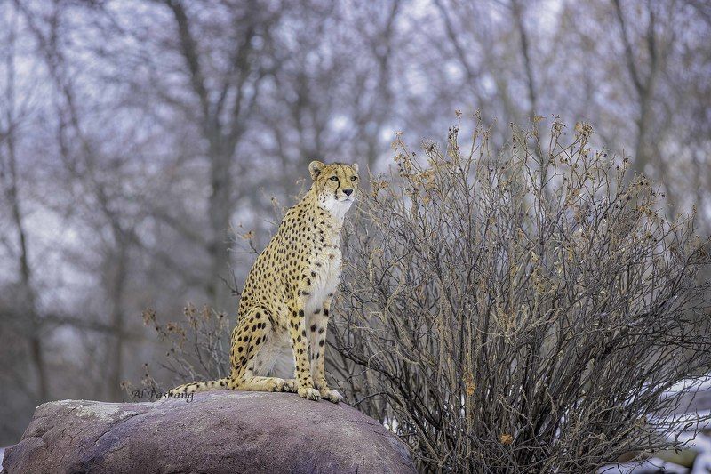 Cheetah фото превью