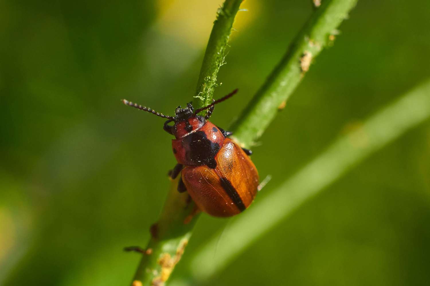 macro, volgograd, russia, wildlife, , Павел Сторчилов