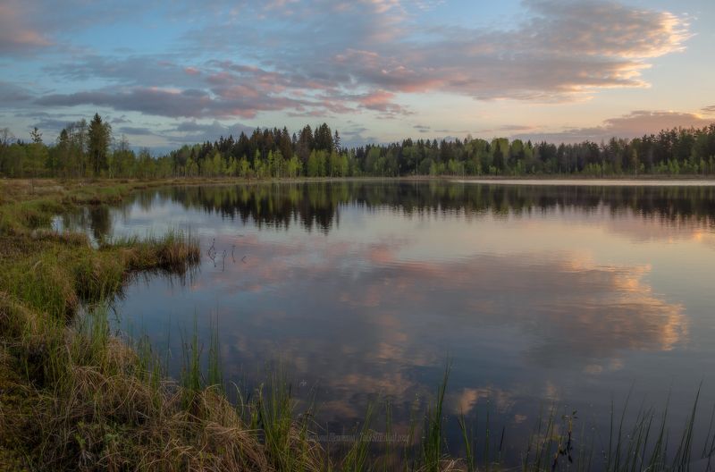 пейзаж, ленобласть, туман, landscape, nature, природа, foggy, forest, рассвет, болото, ленинградская область Майским у тром на болотах фото превью